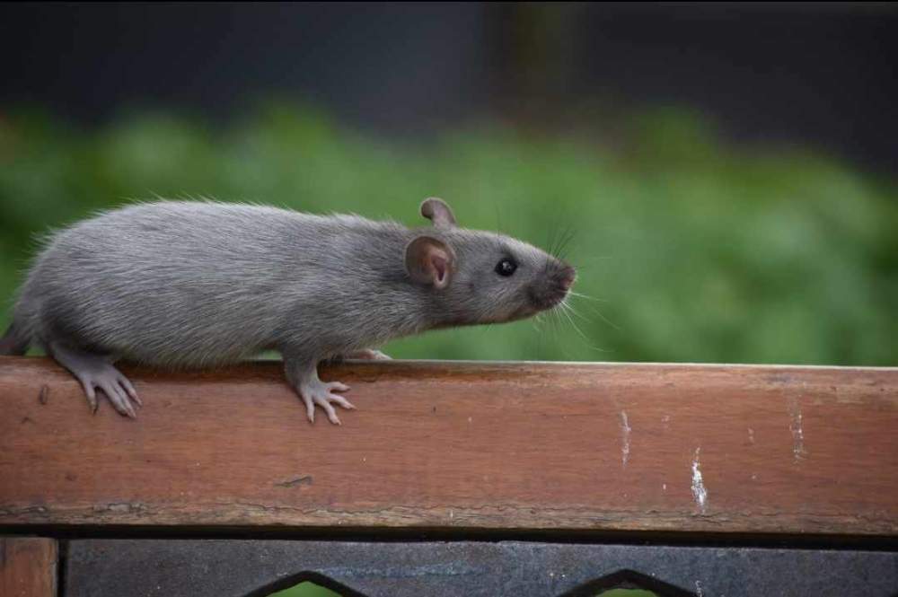 Fancy rat Breeder Rattus norvegicus 