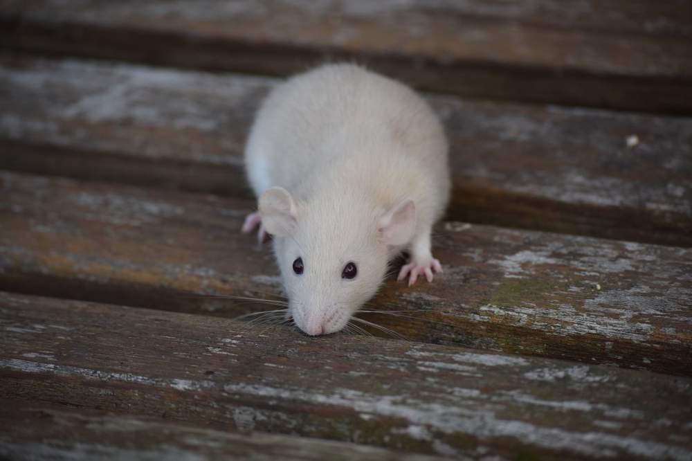 Fancy rat Breeder Rattus norvegicus 