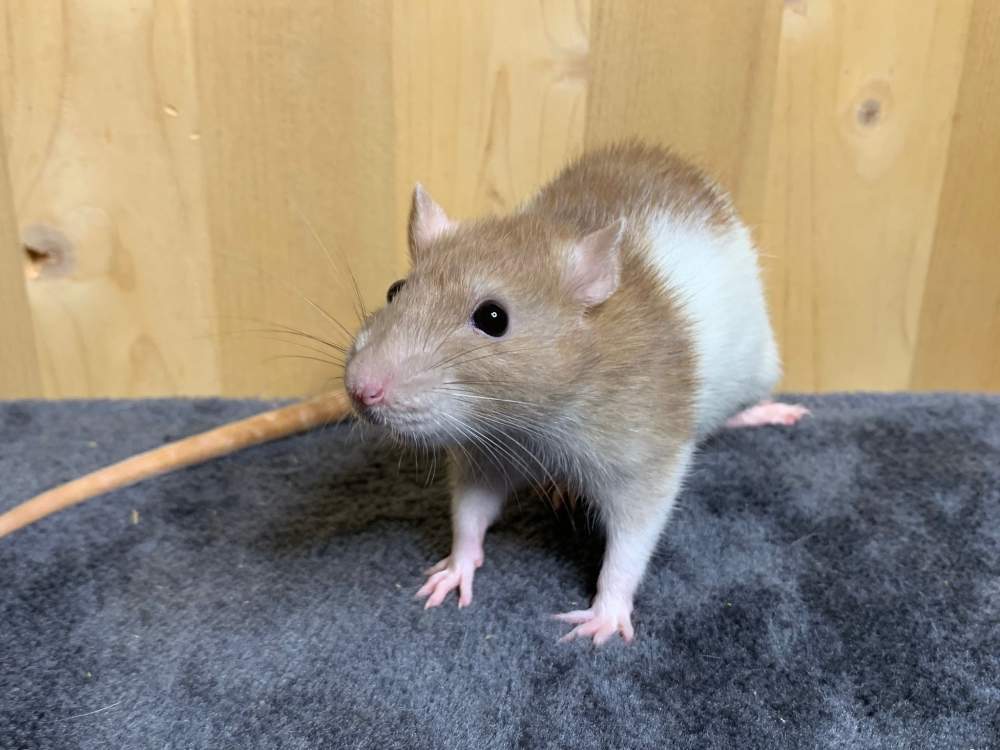 Fancy rat Breeder Rattus norvegicus 