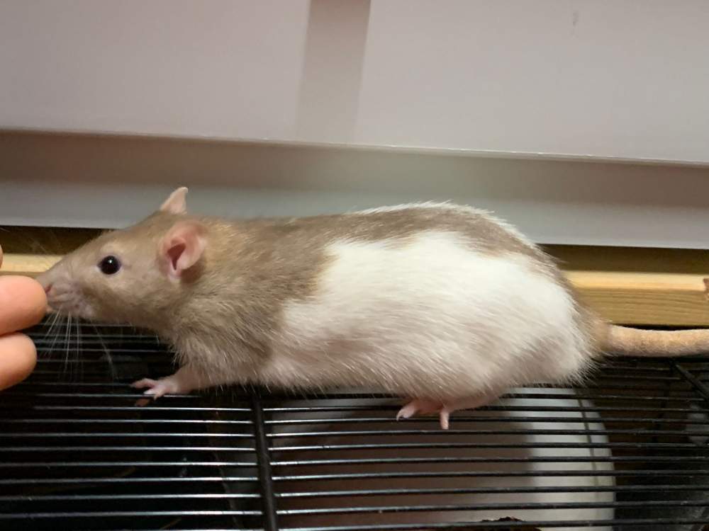 Fancy rat Breeder Rattus norvegicus 