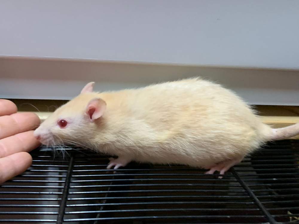 Fancy rat Breeder Rattus norvegicus 