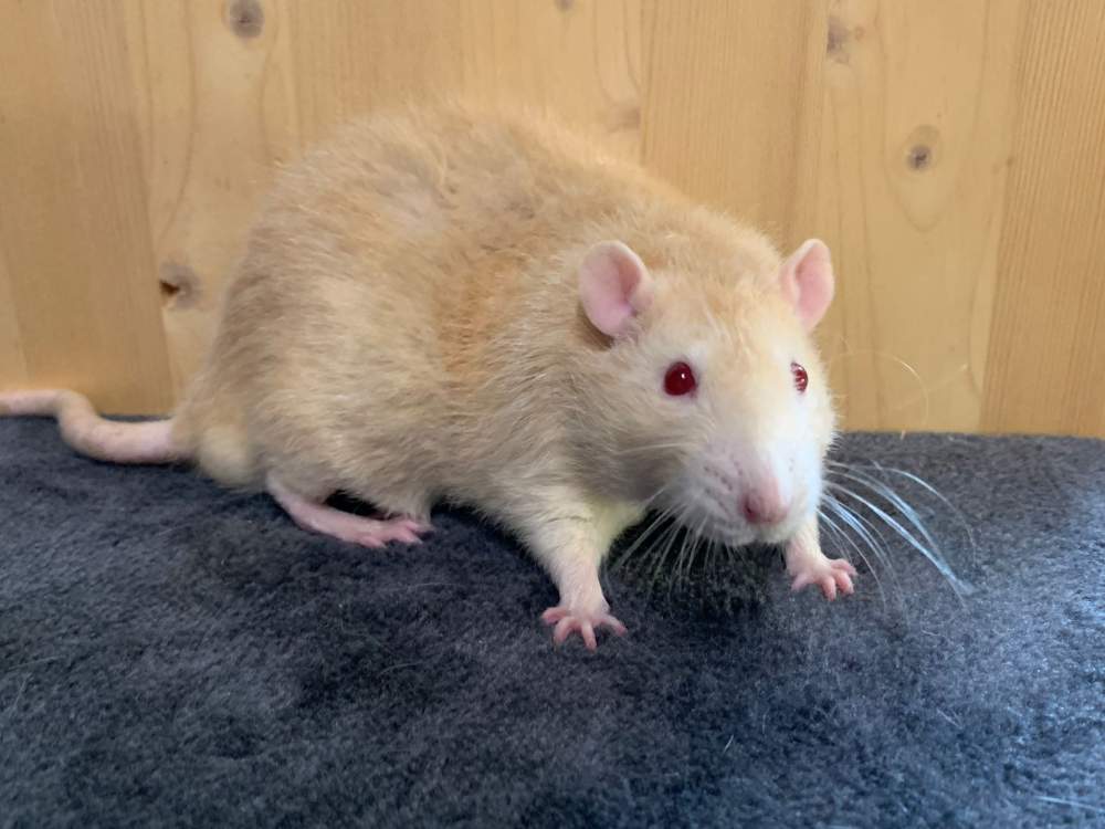 Fancy rat Breeder Rattus norvegicus 