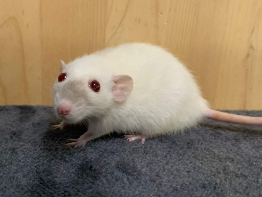 Fancy rat Breeder Rattus norvegicus 