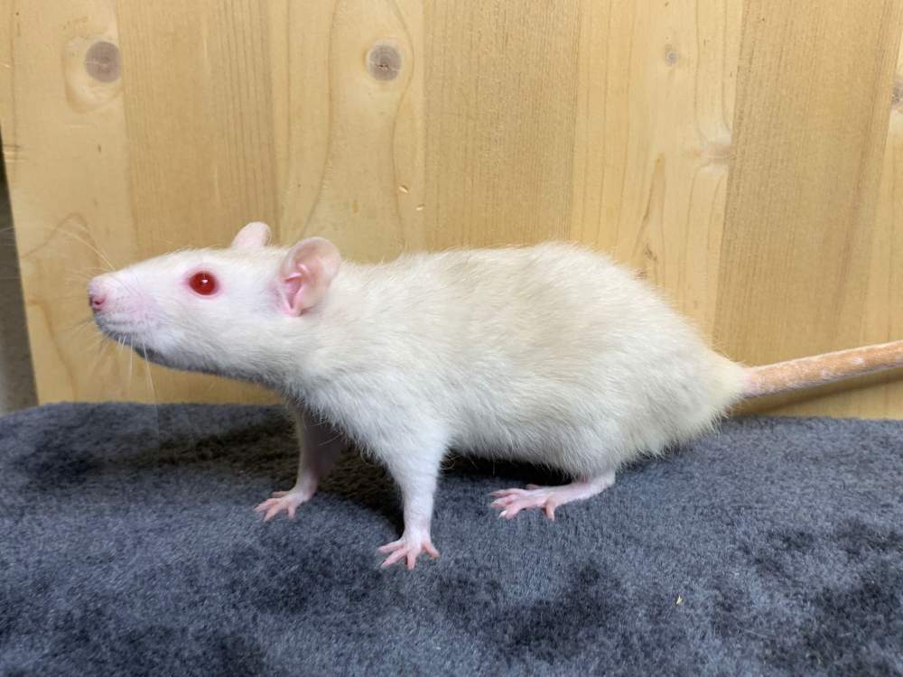 Fancy rat Breeder Rattus norvegicus 