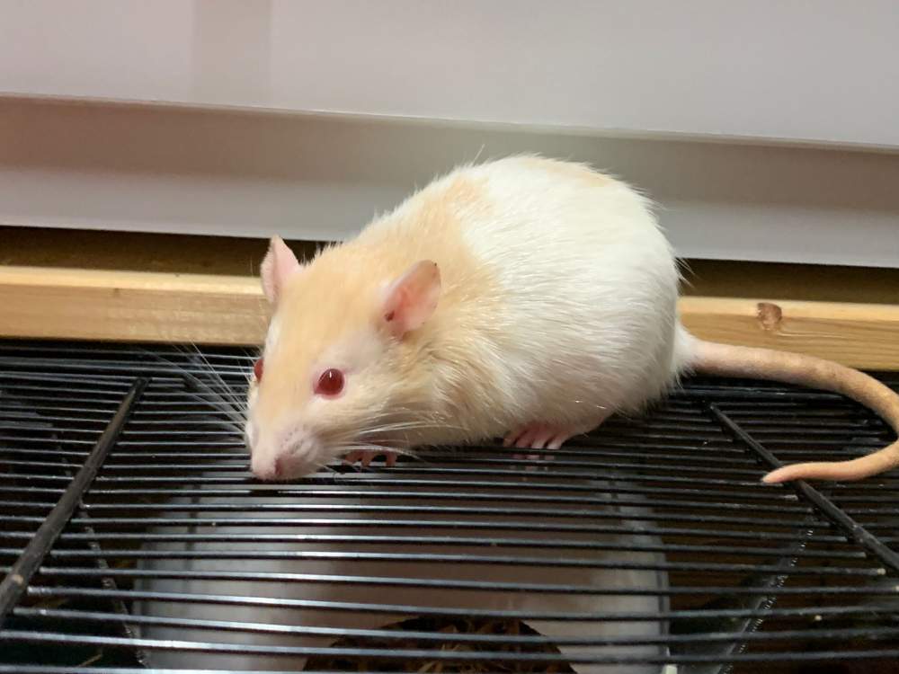 Fancy rat Breeder Rattus norvegicus 