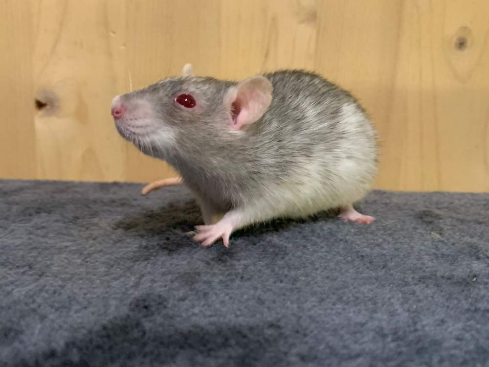 Fancy rat Retired Rattus norvegicus 