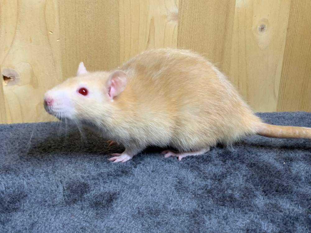 Fancy rat Breeder Rattus norvegicus 