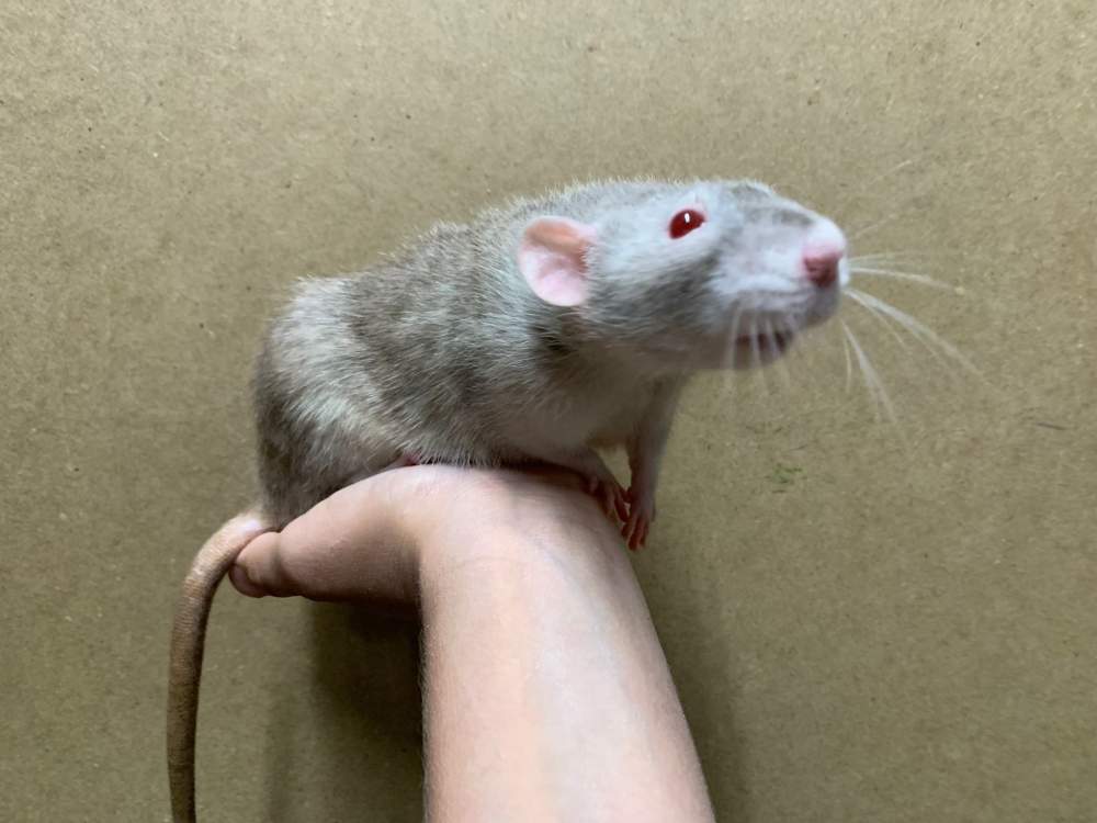 Fancy rat Retired Rattus norvegicus 