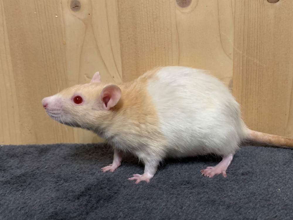 Fancy rat Available for rehoming Rattus norvegicus Germany, Marl