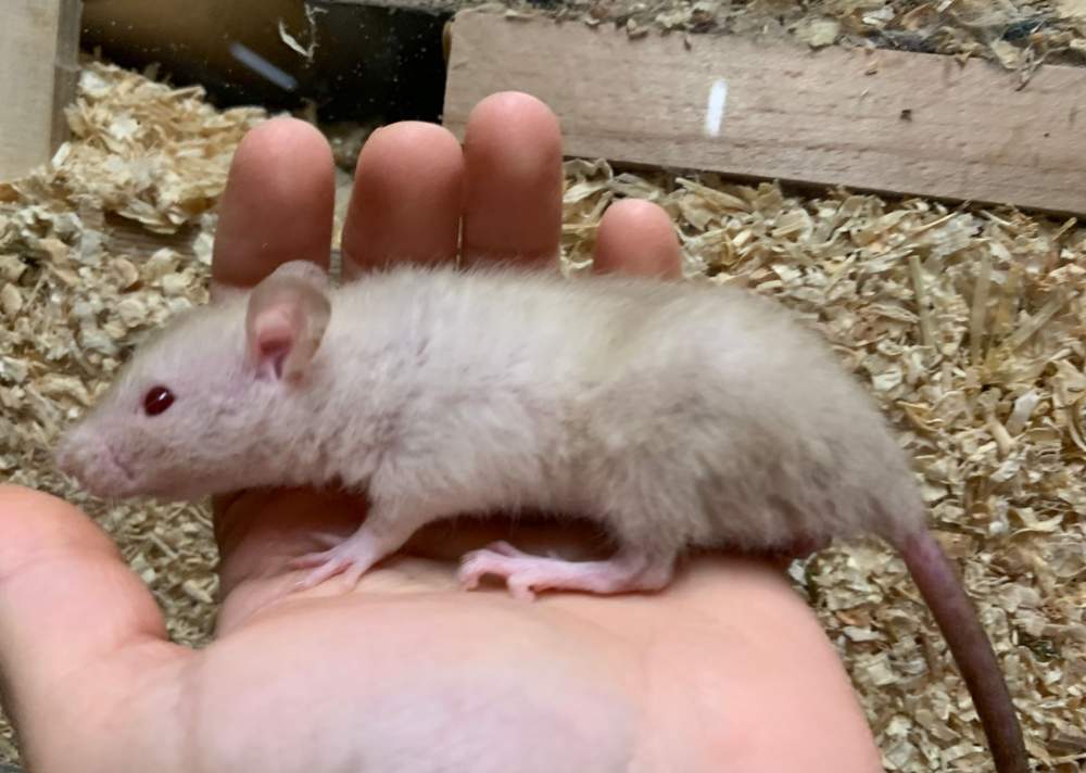 Fancy rat Breeder Rattus norvegicus 