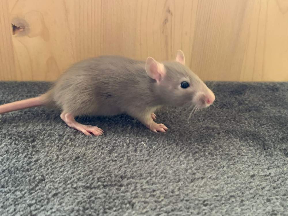 Fancy rat Breeder Rattus norvegicus 