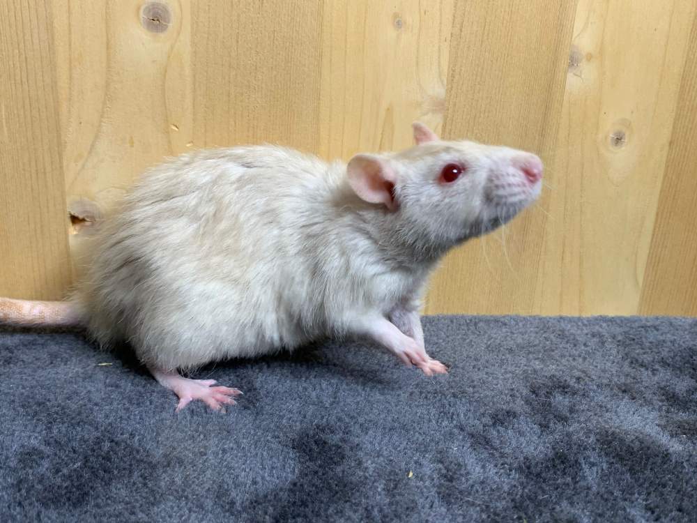 Fancy rat Breeder Rattus norvegicus 