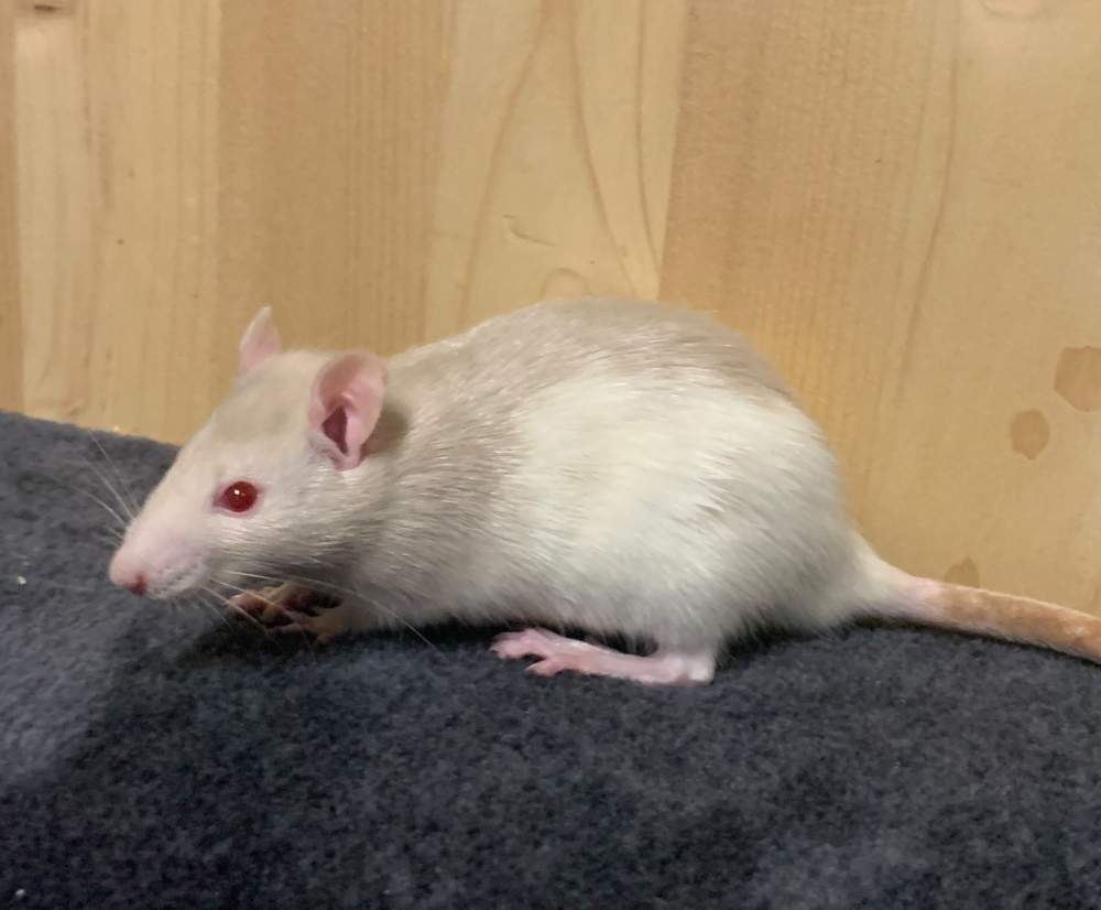 Fancy rat Breeder Rattus norvegicus 