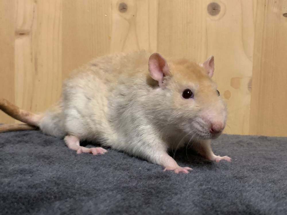 Fancy rat Retired Rattus norvegicus 