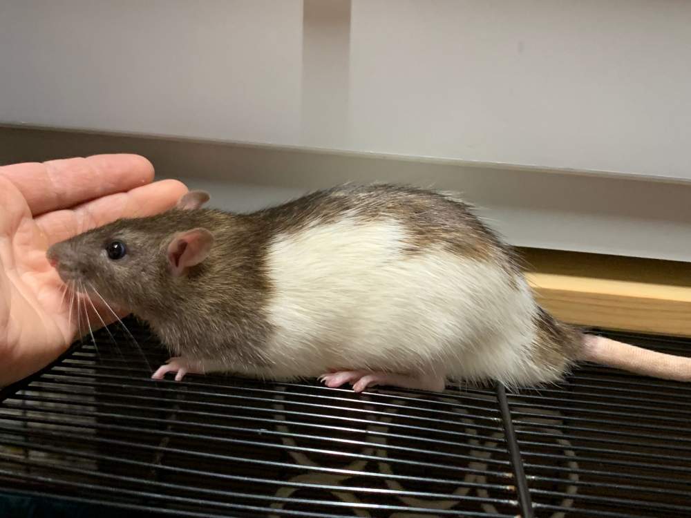 Fancy rat Breeder Rattus norvegicus 