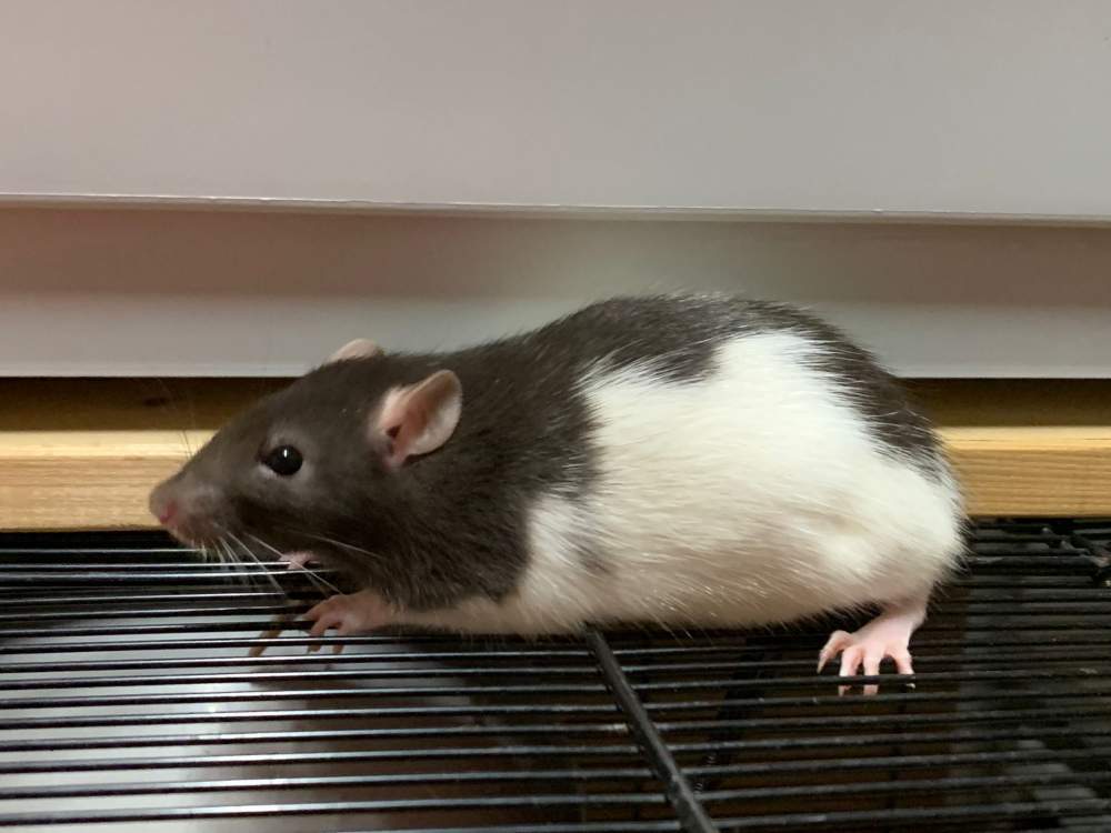 Fancy rat Breeder Rattus norvegicus 