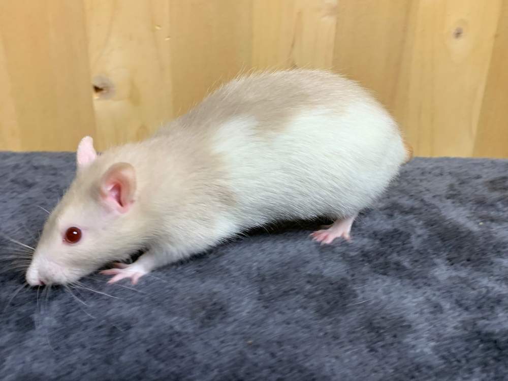 Fancy rat Breeder Rattus norvegicus 