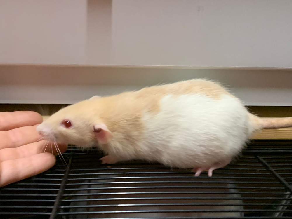 Fancy rat Breeder Rattus norvegicus 