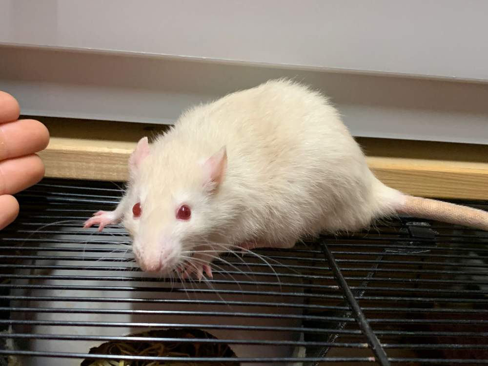 Fancy rat Breeder Rattus norvegicus 