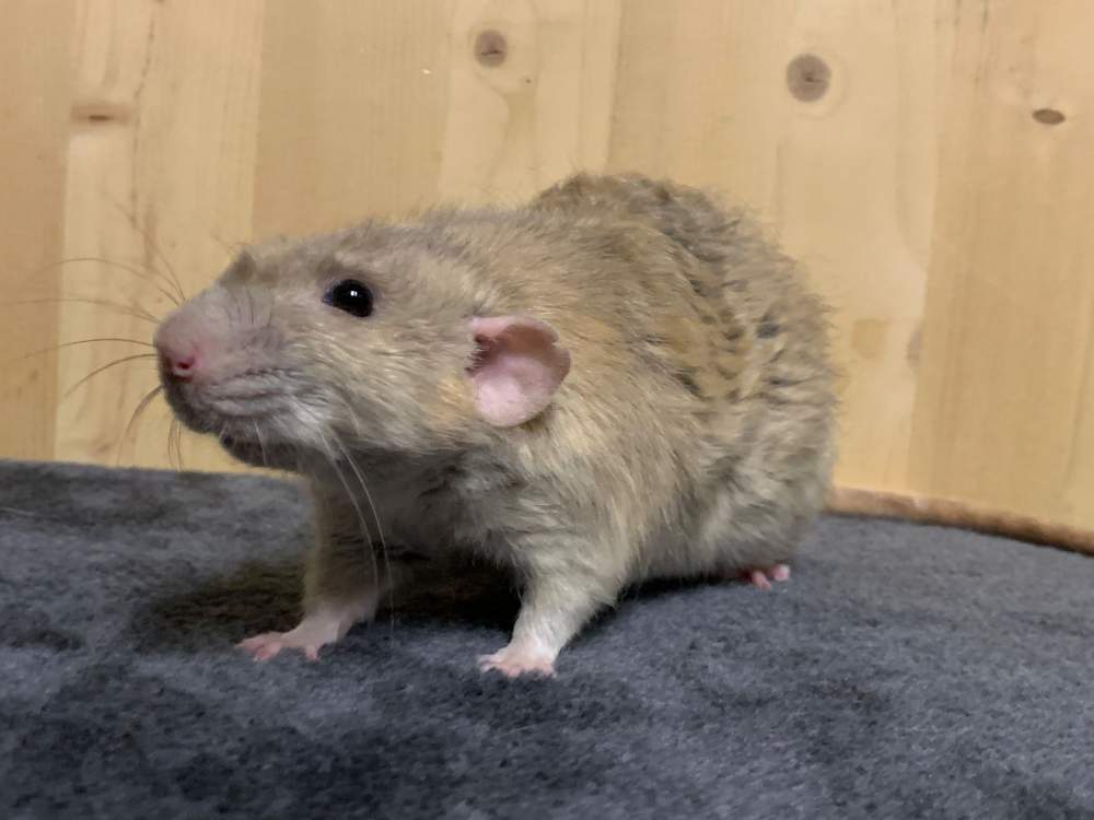 Fancy rat Breeder Rattus norvegicus 