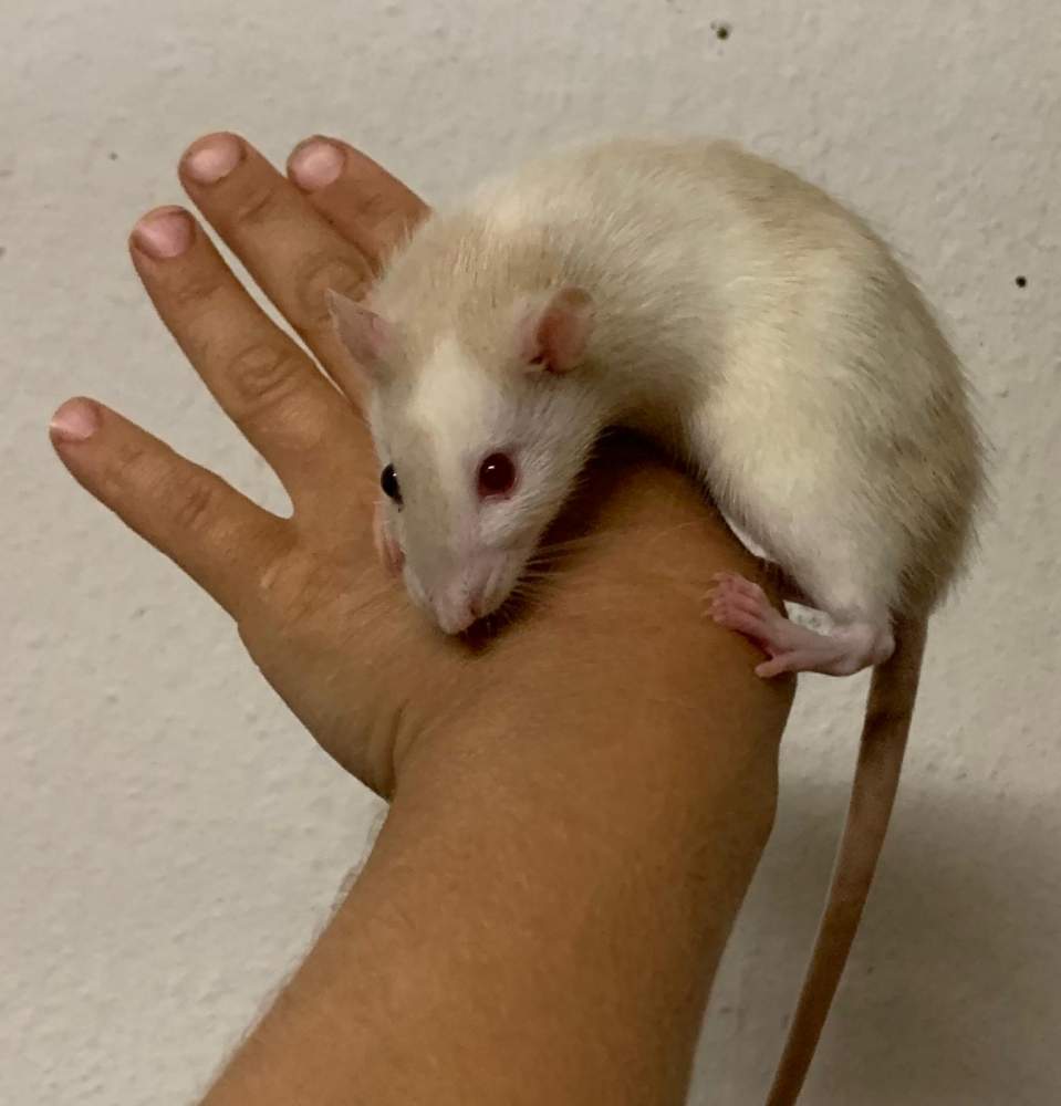 Fancy rat Pet only Rattus norvegicus 