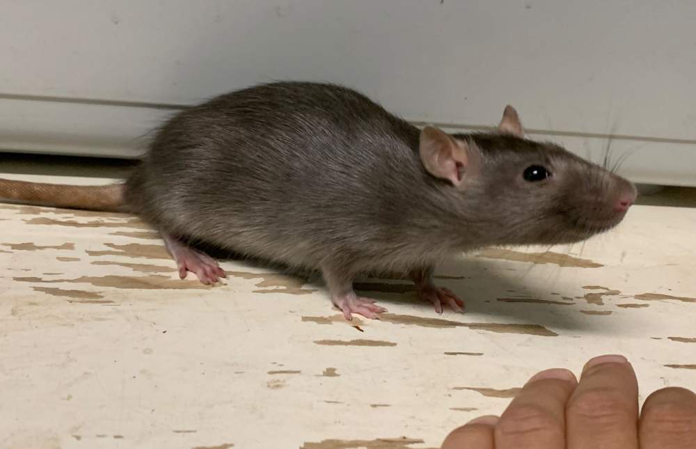 Fancy rat Breeder Rattus norvegicus 