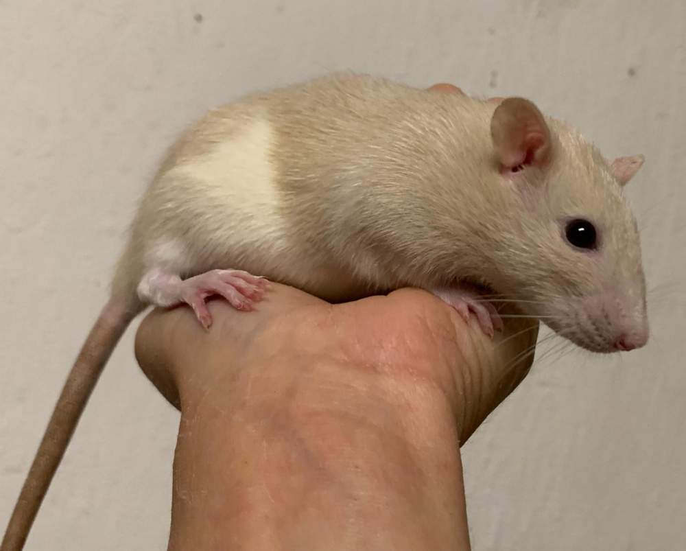 Fancy rat Breeder Rattus norvegicus 