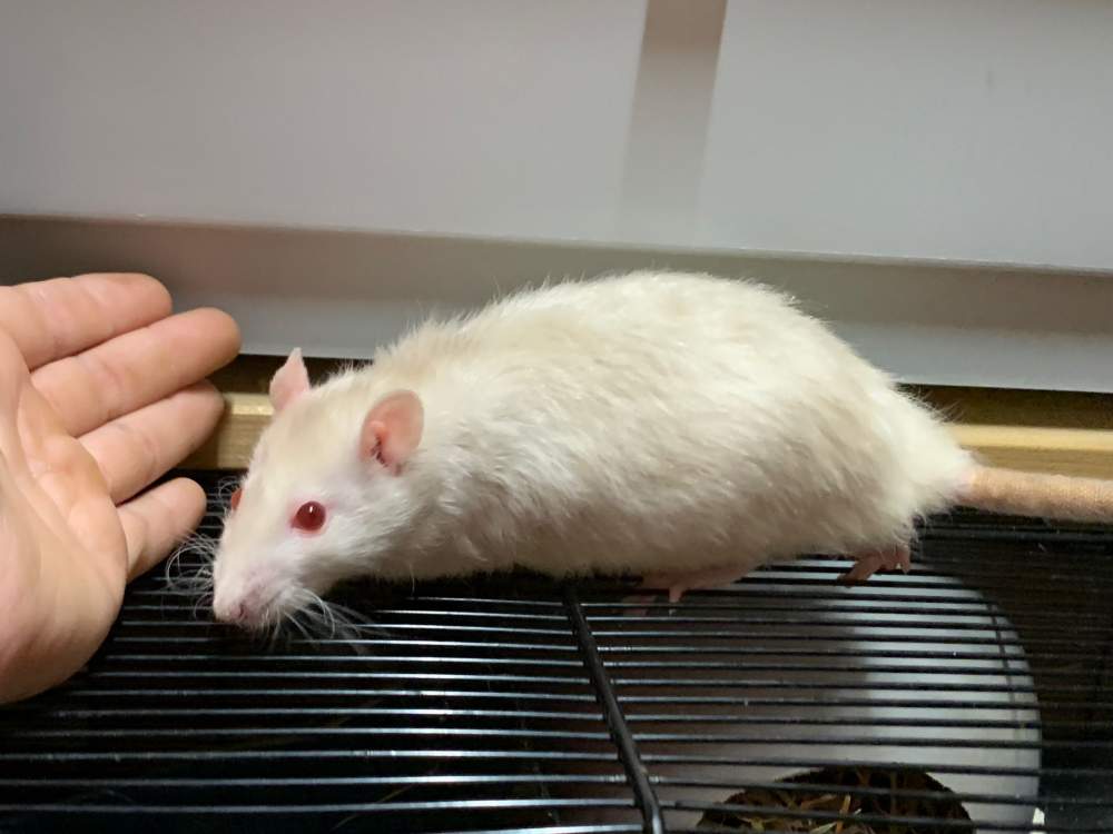 Fancy rat Breeder Rattus norvegicus 