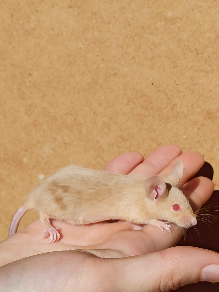 Fancy mouse Breeder Mus musculus 