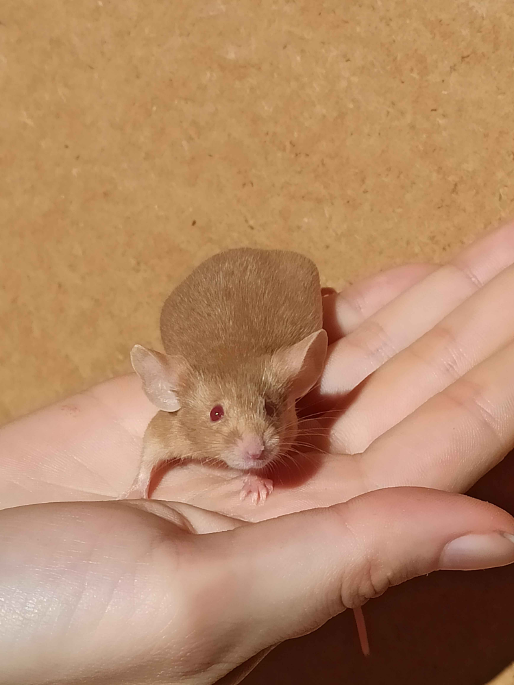 Fancy mouse Breeder Mus musculus 