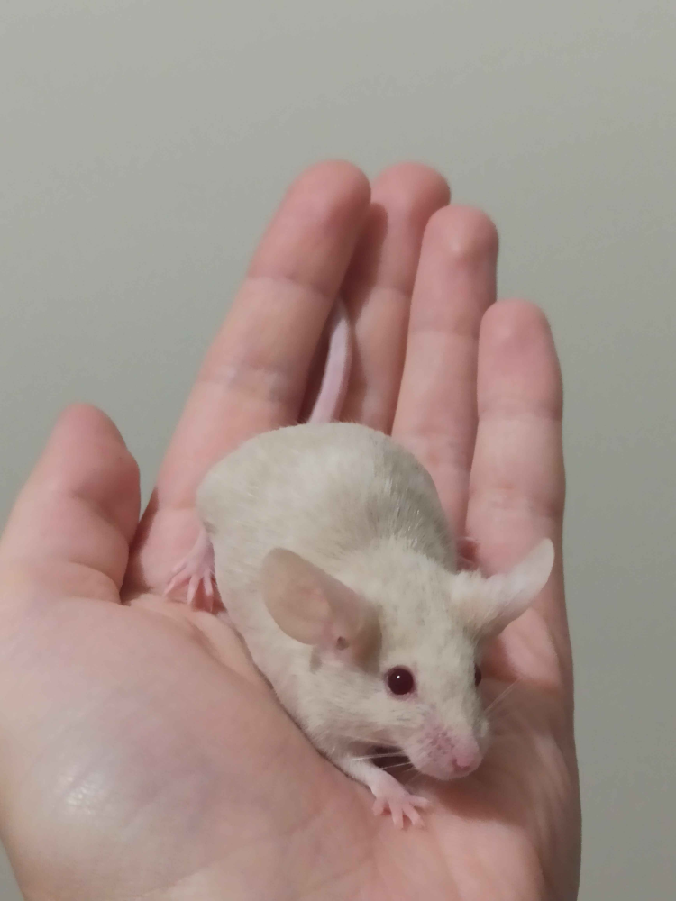 Fancy mouse Breeder Mus musculus 