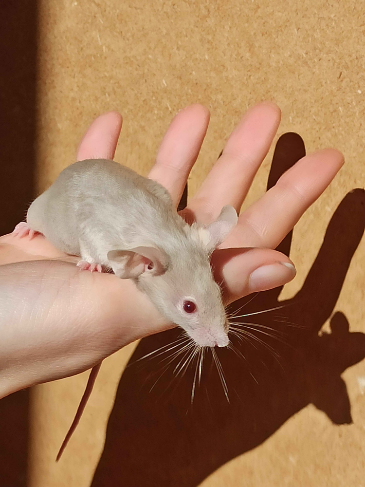 Fancy mouse Breeder Mus musculus 