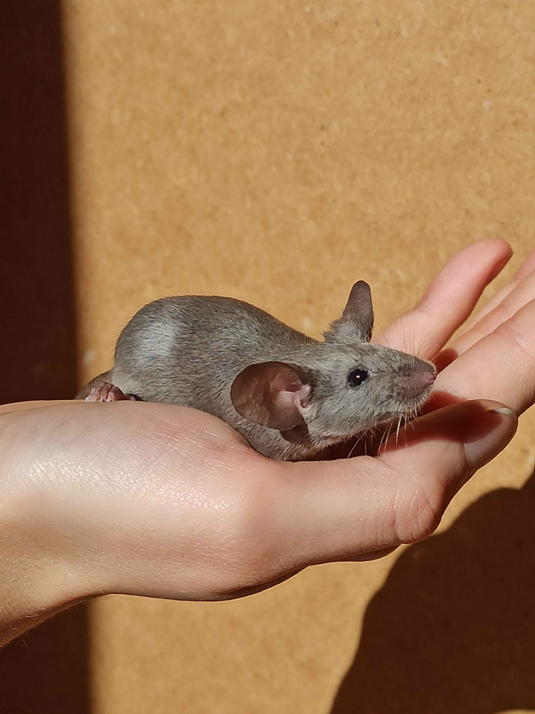 Fancy mouse Breeder Mus musculus 