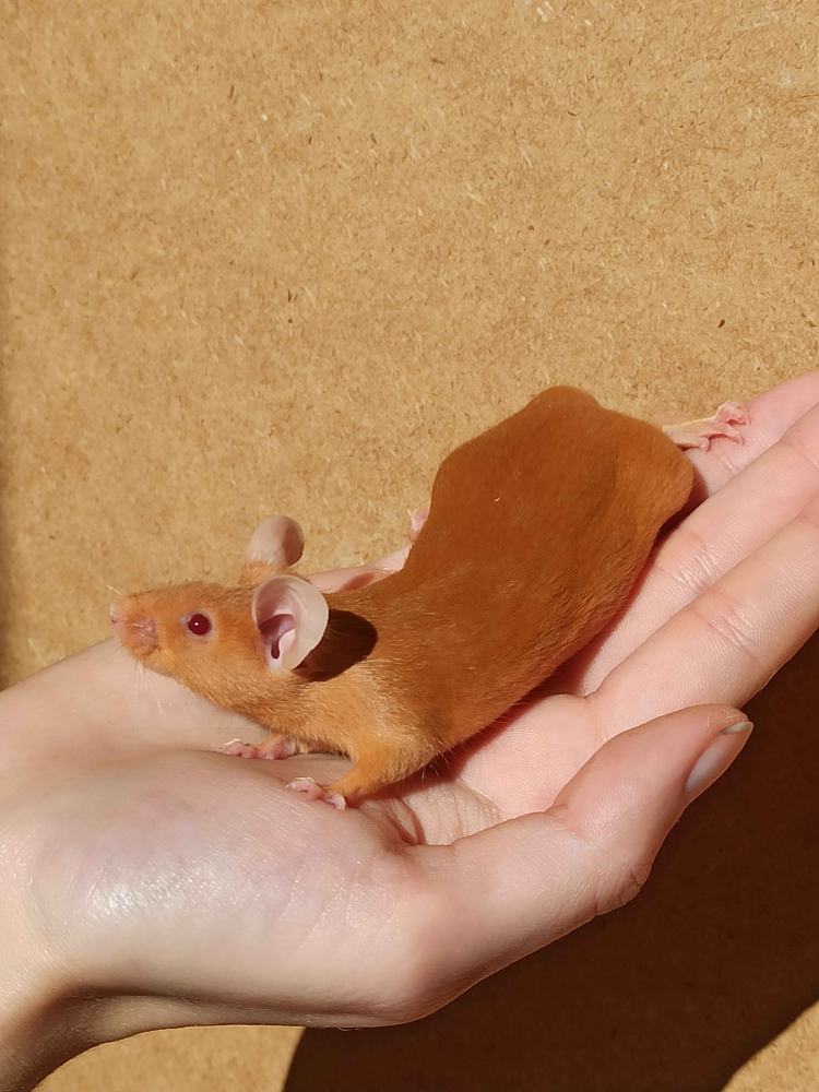 Fancy mouse Breeder Mus musculus 