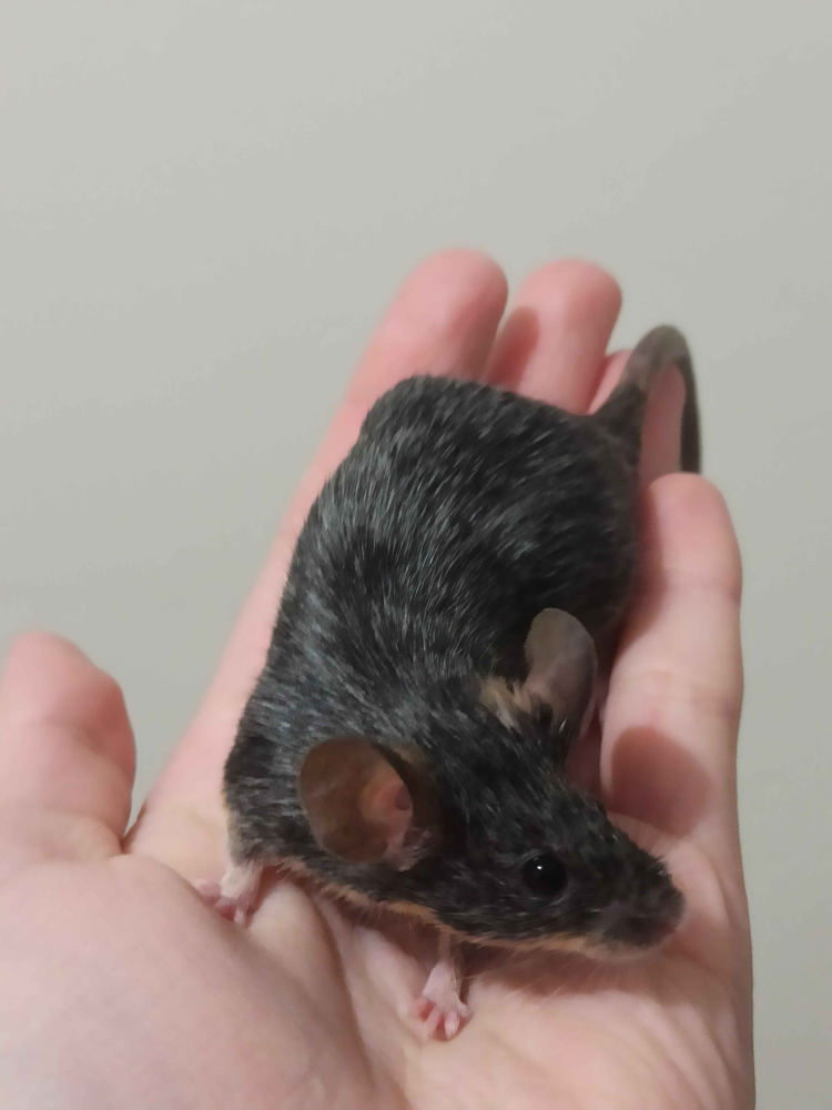 Fancy mouse Breeder Mus musculus 