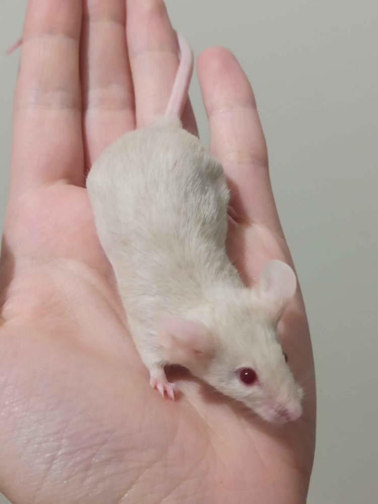 Fancy mouse Breeder Mus musculus 