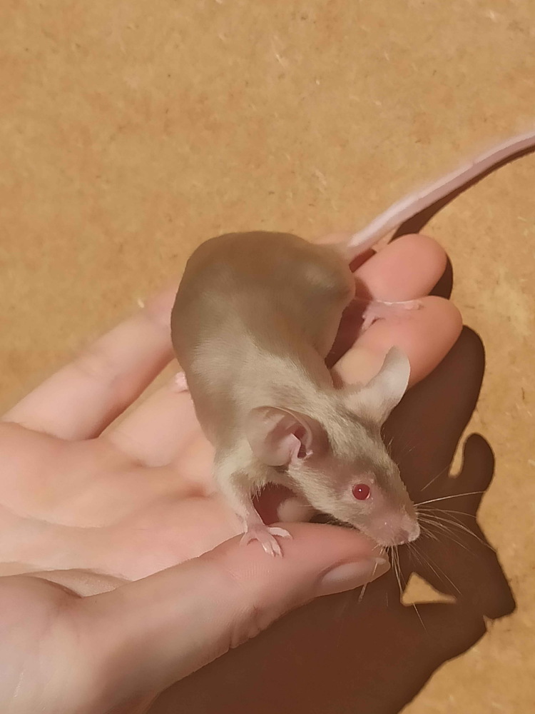 Fancy mouse Breeder Mus musculus 