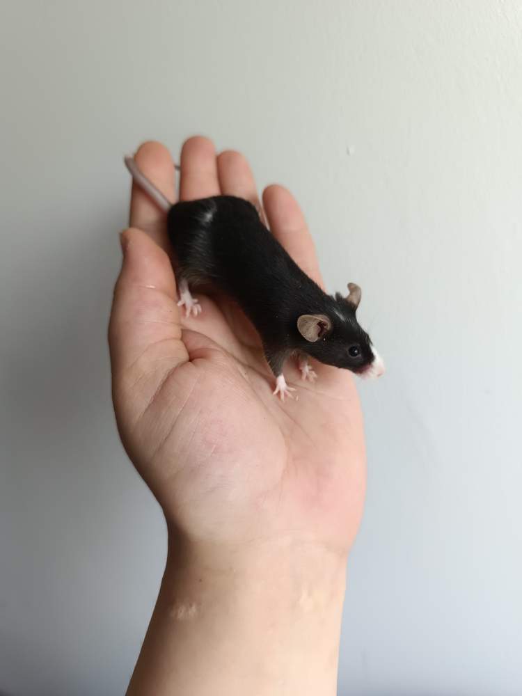 Fancy mouse Pet only Mus musculus 