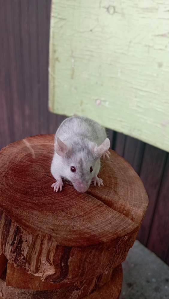 Fancy mouse Breeder Mus musculus Czechia, Ceske Budejovice