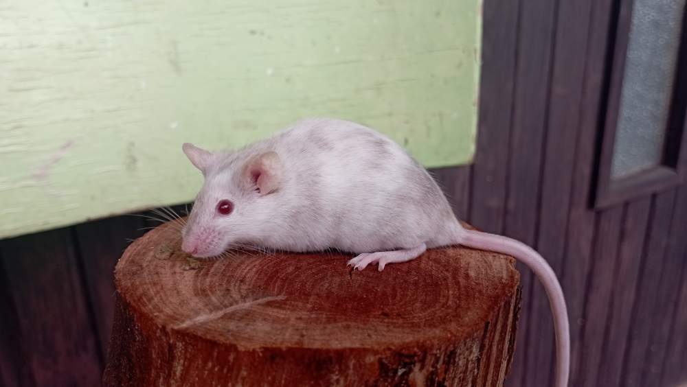 Fancy mouse Breeder Mus musculus Czechia, Ceske Budejovice