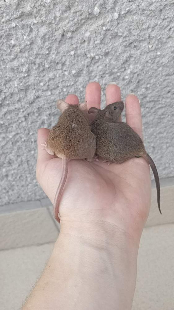 Fancy mouse Pet only Mus musculus Czechia, Ceske Budejovice