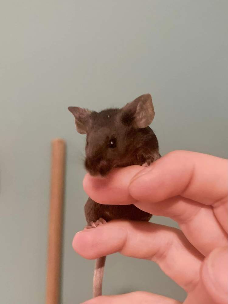 Fancy mouse Available for rehoming Mus musculus 