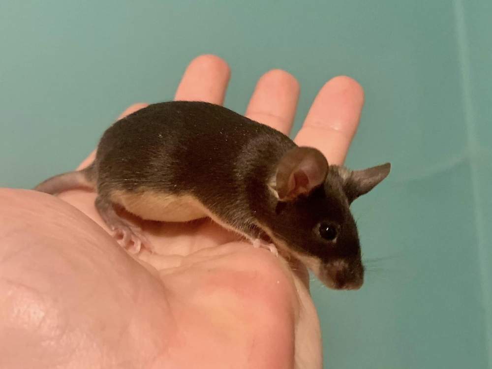 Fancy mouse Available for rehoming Mus musculus 