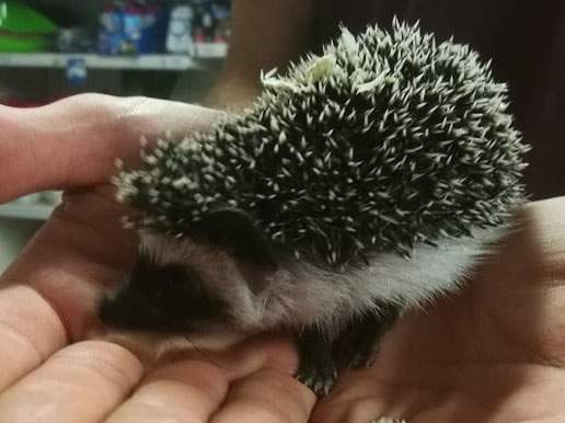 African pygmy hedgehog Breeder Atelerix albiventris 