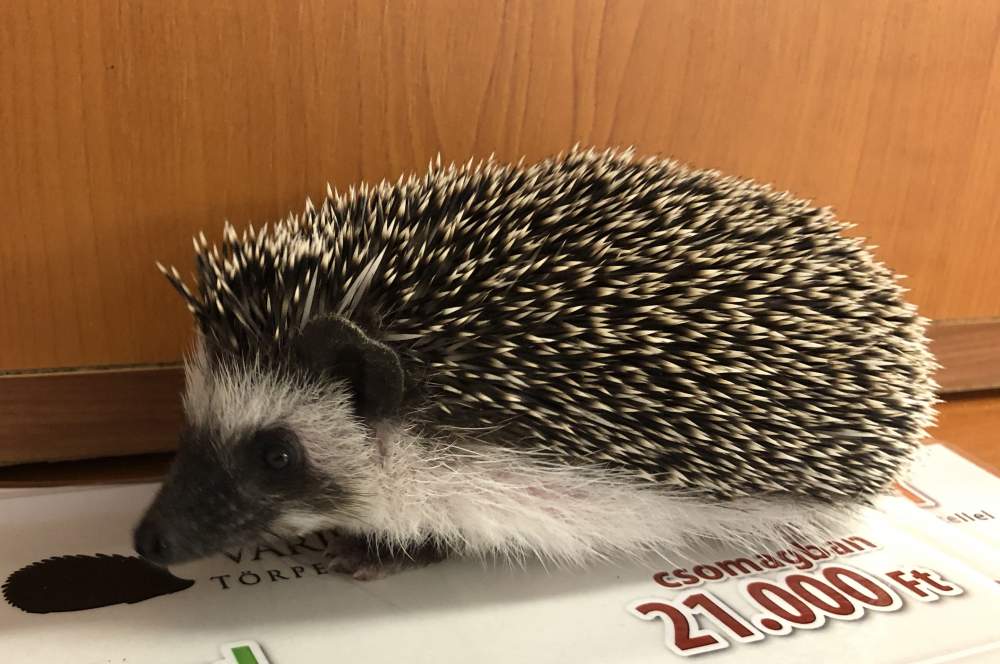 African pygmy hedgehog Breeder Atelerix albiventris Hungary, Budapest