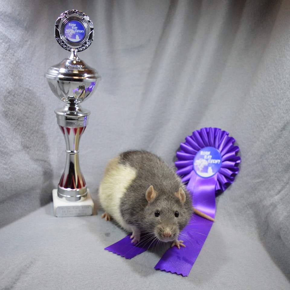 Fancy rat Owned by other Rattus norvegicus 