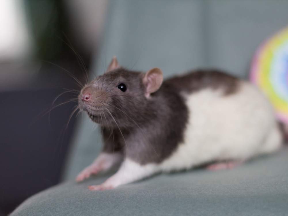 Fancy rat Retired Rattus norvegicus 