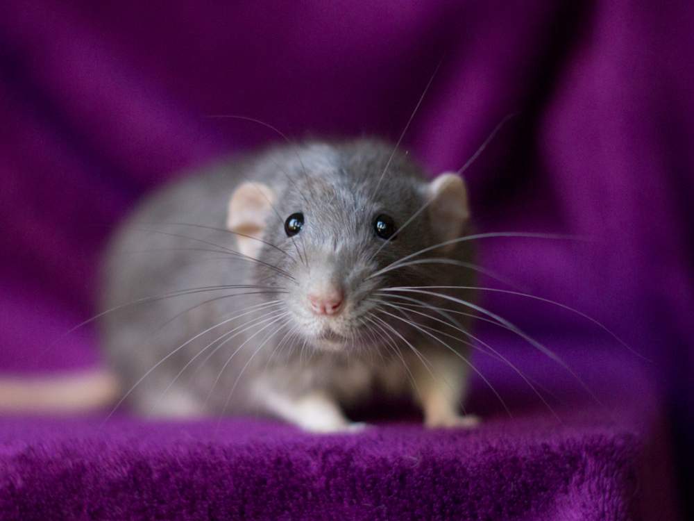 Fancy rat Owned by other Rattus norvegicus 