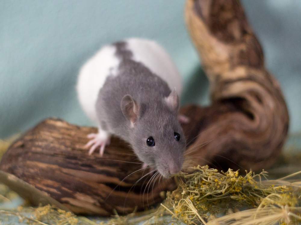 Fancy rat Breeder Rattus norvegicus 