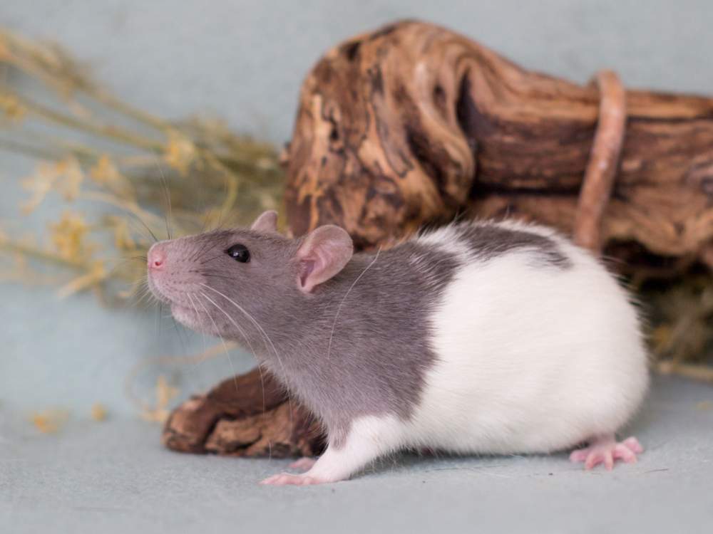 Fancy rat Breeder Rattus norvegicus 